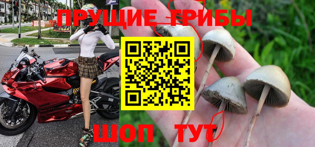 Псилоцибиновые грибы GOLDEN TEACHER Новомосковск